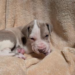 Ginger - Chocolate and white female Great Dane puppy in Marlow, New Hampshire from Fox Hill Danes