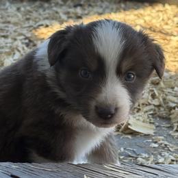 RTF 1 - Red tri-color female Australian Shepherd puppy in Bainbridge, Ohio from CK Aussies