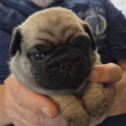 Tito - Fawn male Pug puppy in Madera, California from Hills Pugs