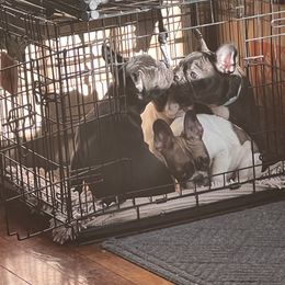 French Bulldogs from Fendi Frenchies