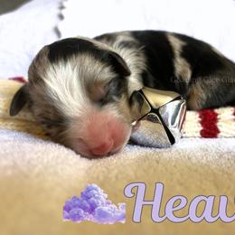 Heaven - Blue merle female Miniature Australian Shepherd puppy in Millington, Tennessee from Goading Glee Glade
