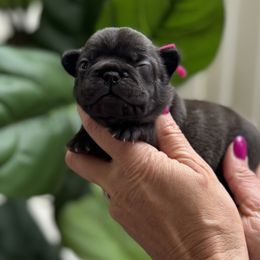 Prada - Brindle female French Bulldog puppy in Renton, Washington from Laurel Canyon Kennels