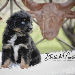 Ash - Black tri-color male Australian Shepherd puppy in Olivehurst, California from Double M Aussies