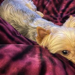 Yorkshire Terriers from Cali Hands Yorkshire Terriers