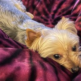 Yorkshire Terriers from Cali Hands Yorkshire Terriers