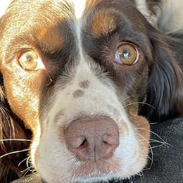 English Springer Spaniels from Desert Willow Kennel