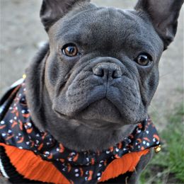 Girl 1 - Blue French Bulldog puppy in Texas from By Billy LaVie en Rose