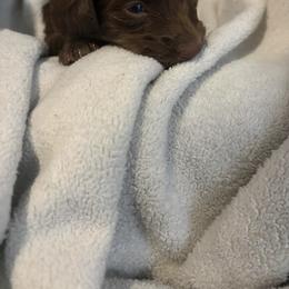 Joey - Chocolate male Dachshund puppy in St. Cloud, Florida from White Oak Kennels