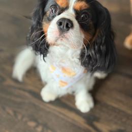 Bentley - Cavalier King Charles Spaniel