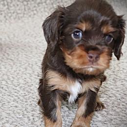Dreamcatcher Blue - Chocolate male Cavalier King Charles Spaniel puppy in Gulfport, Mississippi from Gulf Coast Cavaliers