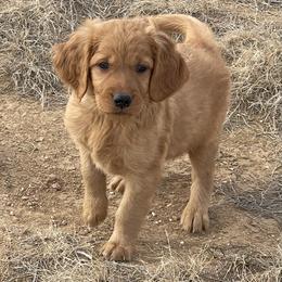 Maya - Golden female Golden Retriever puppy in Wellington, Colorado from High Country Golden Retrievers