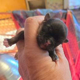 Boy brindle - Brindle male Shih Tzu puppy in Missouri from Farm Animal Mommy Shih tzu's Michalek Dog Breeder