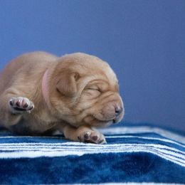 Labrador Retriever Puppies from Sun Ridge Labradors