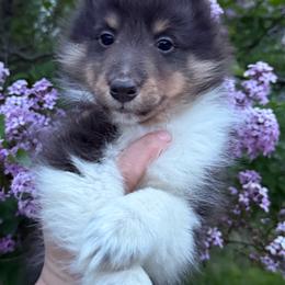 Girl 2 - Black white and tan female Shetland Sheepdog puppy in Middleburgh, New York from StoneyAcre