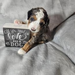 Bernedoodle Puppies from A Star is Born Doodles