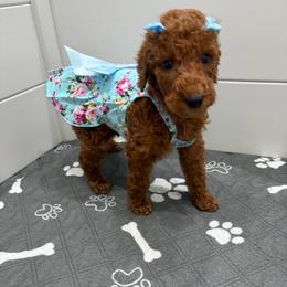 Red collar - Red  female Poodle puppy in San Benito, Texas from Irene's Poodles