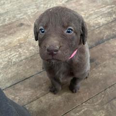 Chesapeake Bay Retriever Puppies from Bellus Chesapeakes