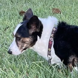 Roux - Cardigan Welsh Corgi