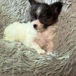 Girl 2 - White black and tan female Papillon puppy in Fremont, Michigan from Barque