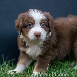 Miniature American Shepherd Puppies from Great Companions MAS
