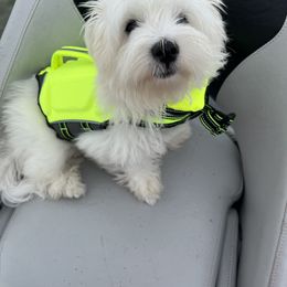 Rip - Coton de Tulear
