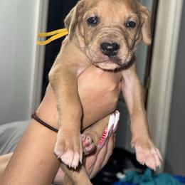 Yellow collar - Merle female Great Dane puppy in Loris, South Carolina from Days Danes