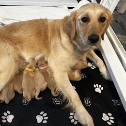 Golden Retriever Puppies from Coyote Creek Farm and Kennel