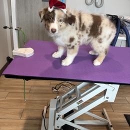 Shiloh - Red merle male Miniature American Shepherd puppy in Eagle Mountain, Utah from Breanna Morrison