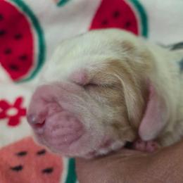 Yogi (laced ear) - Red and white male Basset Hound puppy in Denison, Texas from Emma Lou's Baby Bassets