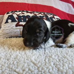 Logan smooth black and tan pie - Piebald male Dachshund puppy in Herald, California from Bluegum Dachshunds