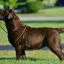 Labrador Retriever All Grown Up from Big Sky Labradors
