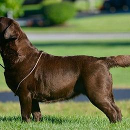 Labrador Retriever All Grown Up from Big Sky Labradors
