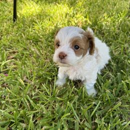 Cavapoo and Shihpoo Puppies from Haus of Doodles