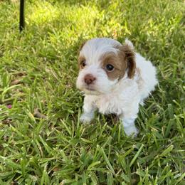 Cavapoo and Shihpoo Puppies from Haus of Doodles