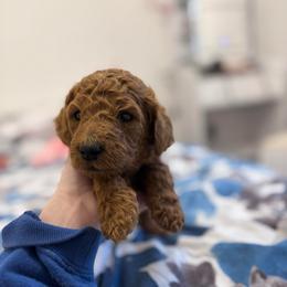 Yellow Collar Boy - Red  male Poodle puppy in Grandview, Tennessee from FurEver Poodles