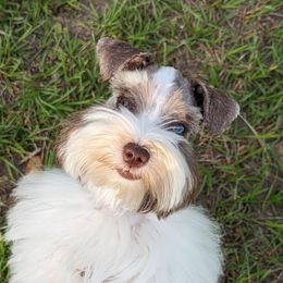 Poppy - Miniature Schnauzer