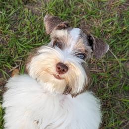 Poppy - Miniature Schnauzer