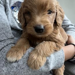 Goldendoodle Puppies from Doodifuldoods
