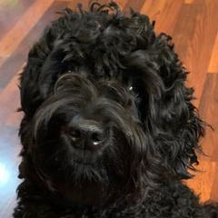 Ozzy - Australian Cobberdog