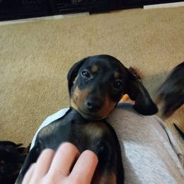 Dachshund Puppies from White River Valley Kennel