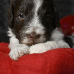 Australian Labradoodle Puppies from Frosty Hill Australian Labradoodles