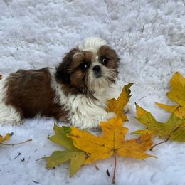 Aaron - Red and white male Shih Tzu puppy in Tenino, Washington from Fantasy Realm Shih Tzus