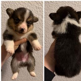 Boy 2 - Black and tan male Pembroke Welsh Corgi puppy in Helmville, Montana from Calie’s Corgis