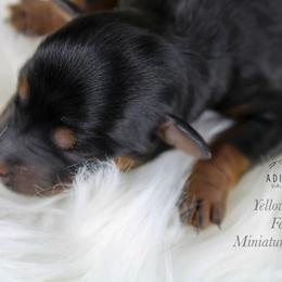 Yellow collar - Black and tan female Schnoodle puppy in Plattsburgh, New York from Adirondack Poodles Goldendoodles,Bernedoodles & Schnoodles