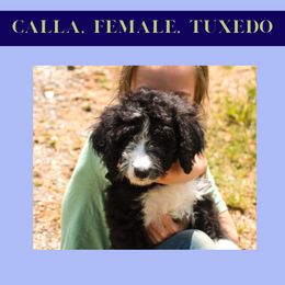Calla - Black and white Bernedoodle puppy in Woodland, Georgia from Bethel Doodle Ranch