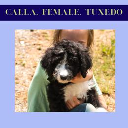 Calla - Black and white Bernedoodle puppy in Woodland, Georgia from Bethel Doodle Ranch
