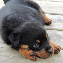 Black and Tan Coonhound and Rottweiler Puppies from Vom Heldenhaft Rottweilers