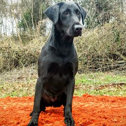 Labrador Retriever All Grown Up from Grain Driver Labradors