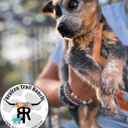 O'Ryan - Blue speckled male Australian Cattle Dog puppy in Kalispell, Montana from BTR Australian Cattle Dogs