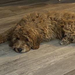 Crunch Bar - Red  Goldendoodle puppy in Washington, Illinois from Lola Bear Goldendoodles